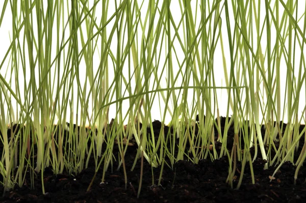 Primer Plano Una Hermosa Hierba Verde Joven Estudio Fondo Blanco —  Fotos de Stock