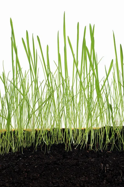 Primo Piano Una Bella Erba Verde Giovane Sfondo Bianco Studio — Foto Stock