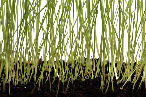 Primer Plano Una Hermosa Hierba Verde Joven Estudio Fondo Blanco —  Fotos de Stock