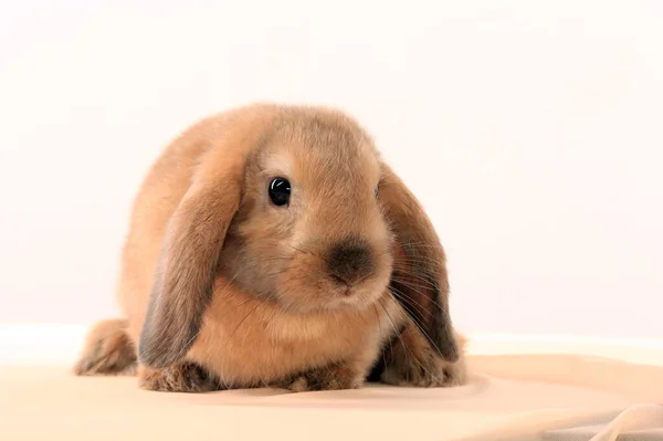 Nahaufnahme Des Osterhasen Auf Weißem Hintergrund Studio — Stockfoto