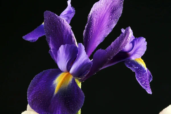 Gros Plan Belles Tulipes Iris Dans Une Bouteille Verre Sur — Photo
