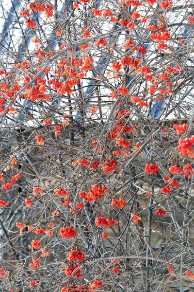 Gros Plan Viorne Rouge Sur Les Branches Hiver — Photo