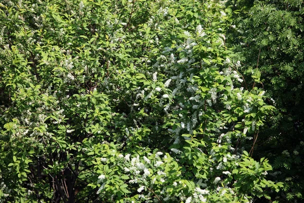 Крупним Планом Квітуча Гілка Яблуні Фоні Зелених Дерев Сонячний Весняний — стокове фото