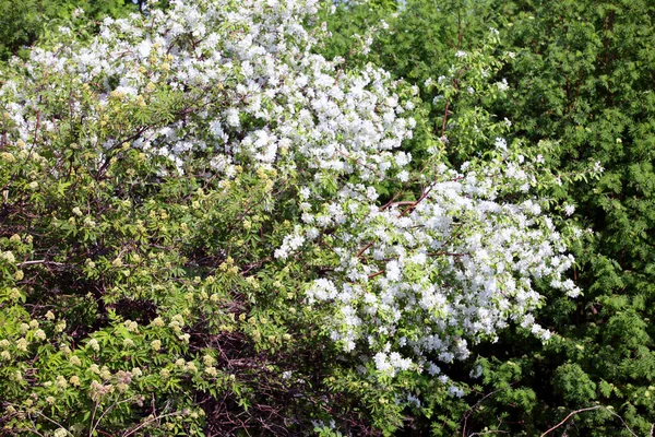 Gros Plan Branche Pommier Fleurs Sur Fond Arbres Verts Par — Photo