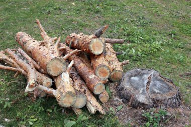 Sonbaharda bir çam ormanının yakınındaki çimenlikte kesilmiş odunların yakın çekimi.