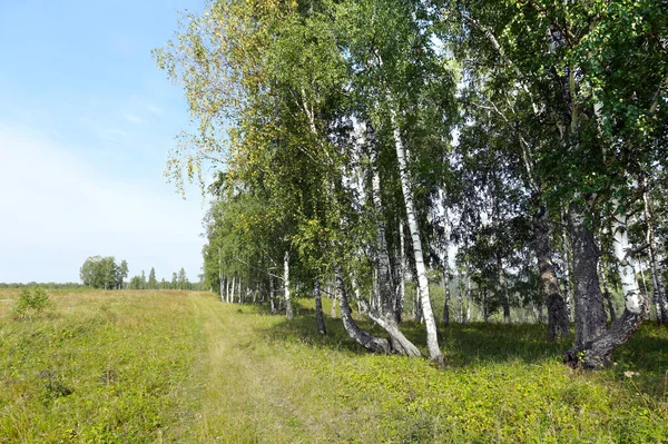 Piękny Letni Krajobraz Brzozowy Gaj Uralu Słoneczny Dzień — Zdjęcie stockowe