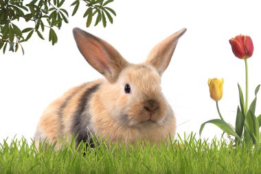 Paskalya tavşanının beyaz arka plan stüdyosundaki yakın çekimi.