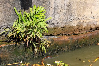 Nehir kanalının beton duvarı ve kertenkele yeşili çalılığının yakın çekim parçası.