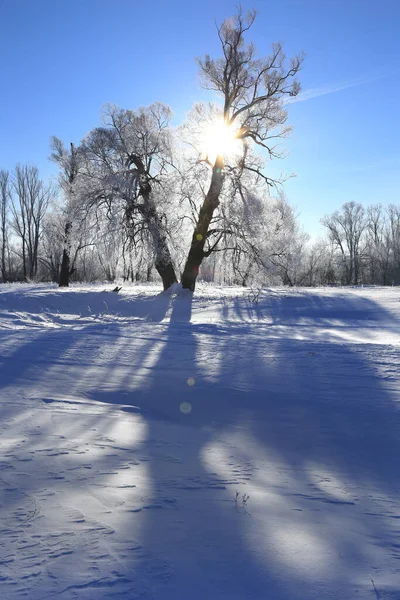 Winter Landschap Vorst Eiken Zonnige Ijzige Ochtend — Stockfoto