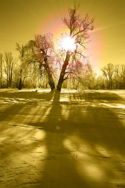 Hiver Paysage Gel Chênes Dans Ensoleillé Givré Matin Instagram Filtre — Photo