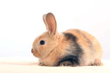 Paskalya tavşanının beyaz arka plan stüdyosundaki yakın çekimi.