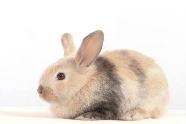 Paskalya tavşanının beyaz arka plan stüdyosundaki yakın çekimi.