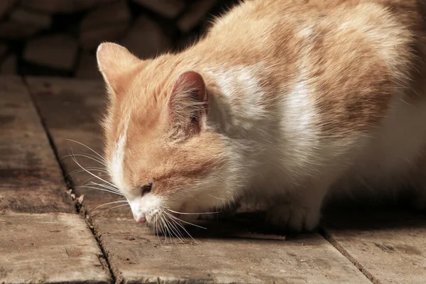 Close Gengibre Gato Suas Patas Traseiras Alcançando Carne Mão Homem — Fotografia de Stock