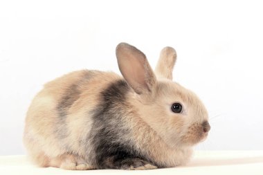 Paskalya tavşanının beyaz arka plan stüdyosundaki yakın çekimi.