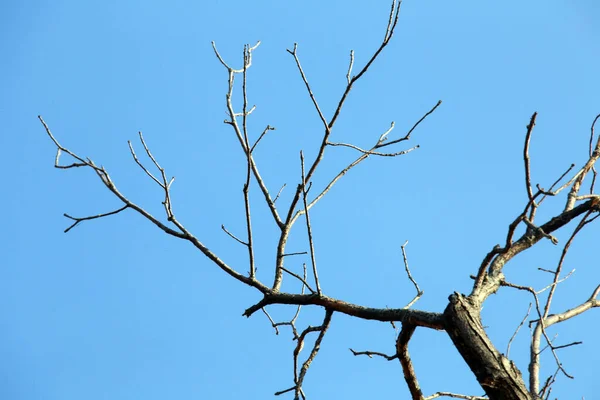 Close Dry Branch Tree Leaves Blue Sky — Stockfoto