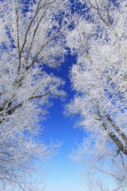 Güneşli bir günde, karla kaplı tarlada, kışın güzel manzarası, kırağı kaplayan ağaçlar.