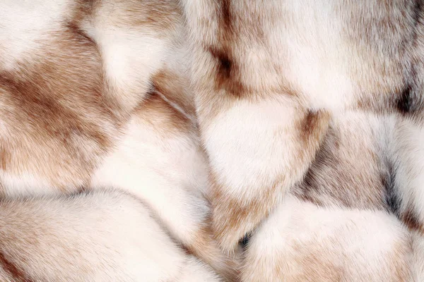 Macro Texture Fur Mink Light Color Studio — Stock Photo, Image