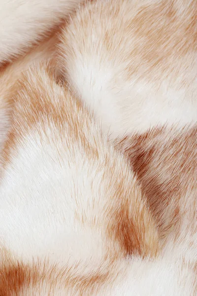 Macro Texture Fur Mink Light Color Studio — Stock Photo, Image