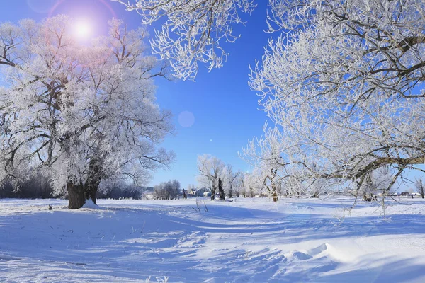 Winter Landscape Frost Oaks Sunny Frosty Morning — Stock Photo, Image