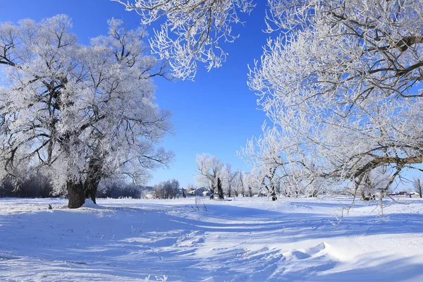 Paesaggio Invernale Gelo Querce Sole Mattinata Gelida — Foto Stock