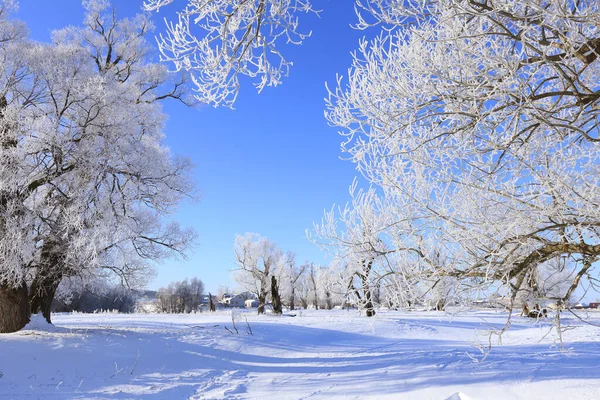 Winter Landschap Vorst Eiken Zonnige Ijzige Ochtend — Stockfoto