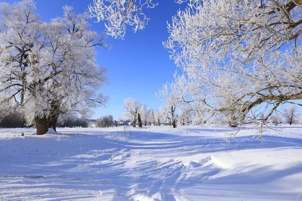Зимний Пейзаж Морозные Дубы Солнечное Морозное Утро — стоковое фото