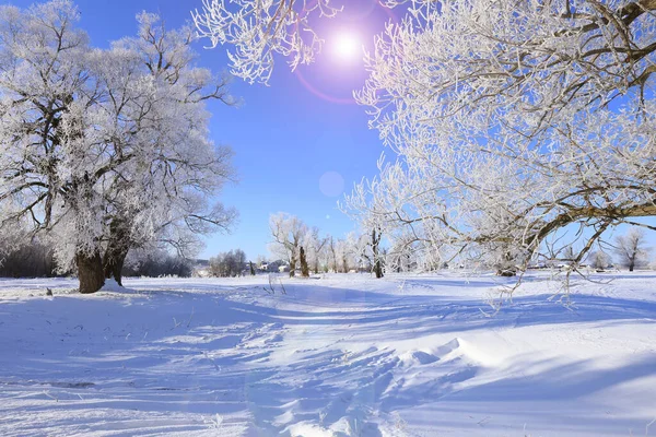 Talvi Maisema Pakkanen Tammia Aurinkoinen Pakkasaamu — kuvapankkivalokuva