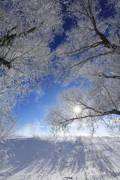 Schöne Winterlandschaftsbäume Raureif Schneebedeckten Feld Einem Sonnigen Tag — Stockfoto