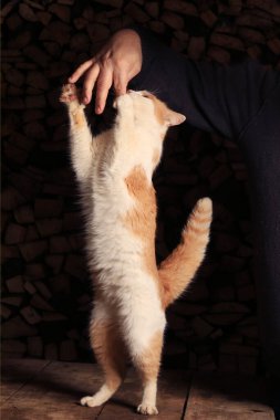 Yakın plan kızıl kedi arka ayakları üzerinde duruyor ve adamın elindeki ete uzanıyor.