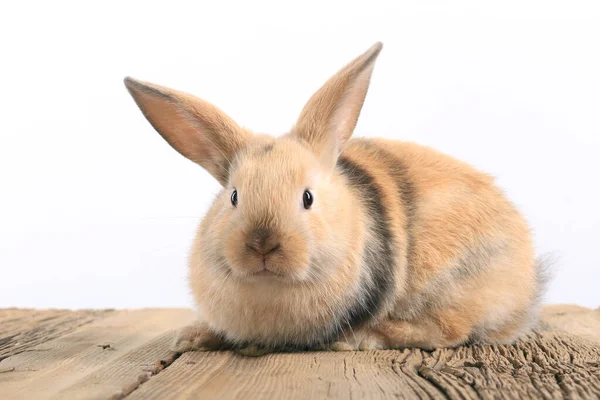 Primer Plano Conejito Pascua Estudio Fondo Blanco — Foto de Stock