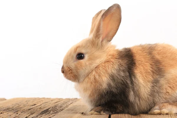 Primer Plano Conejito Pascua Estudio Fondo Blanco — Foto de Stock