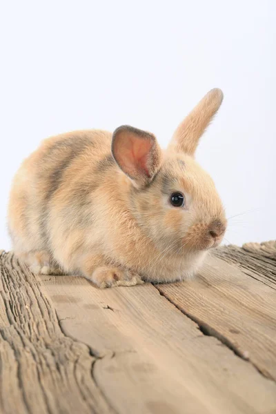 Close Easter Bunny White Background Studio — Stock Photo, Image