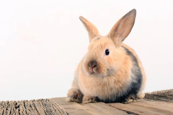 Närbild Påsk Kanin Vit Bakgrund Studio — Stockfoto