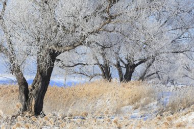 Kış manzarası yoğun sis ve sabah erken saatlerde donmakta olan ağaçlar.