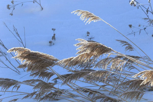 Zblízka Suchá Tráva Chrastítku Pozadí Sněhu Mlhy — Stock fotografie