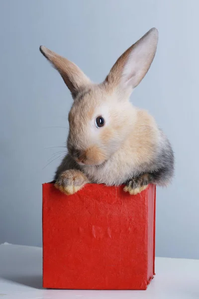 Nahaufnahme Porträt Hase Der Roten Schachtel Auf Weißem Hintergrund — Stockfoto