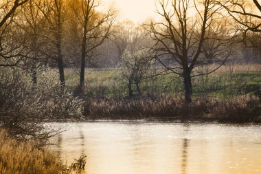Bahar manzarası sakin nehir ve sabahın erken saatlerinde kıyıda genç yaprakları olan ağaçlar.