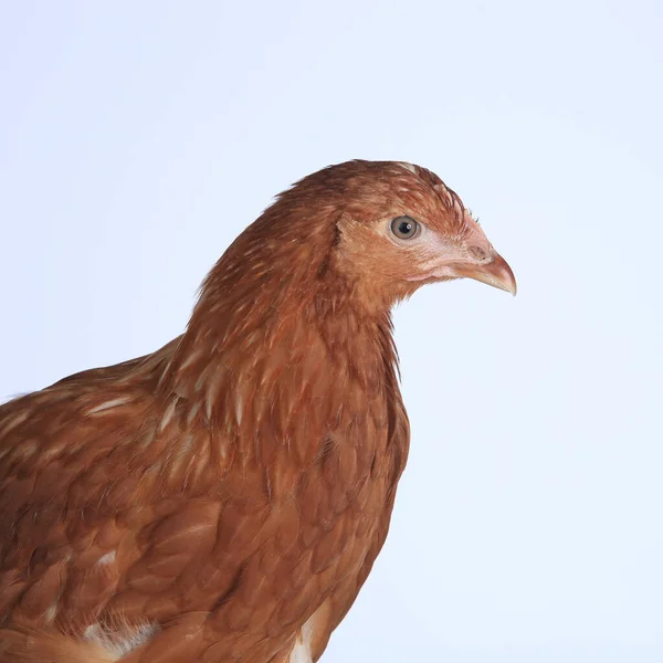 Närbild Porträtt Röd Höna Vit Bakgrund Studio — Stockfoto