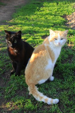 Güneşli bir bahar gününde bahçede siyah ve kırmızı iki kedinin portresi