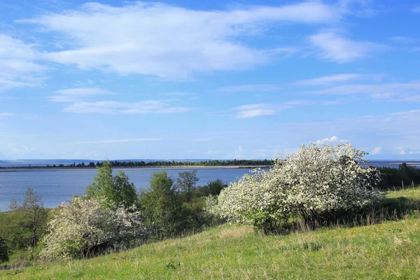 Vårlandskap Blommande Äppelträd Älvstranden Vid Solnedgången — Stockfoto