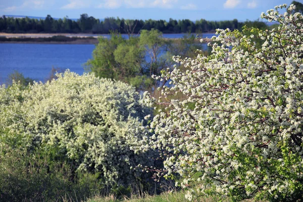 Lente Landschap Bloeiende Appelbomen Oever Van Rivier Bij Zonsondergang — Stockfoto