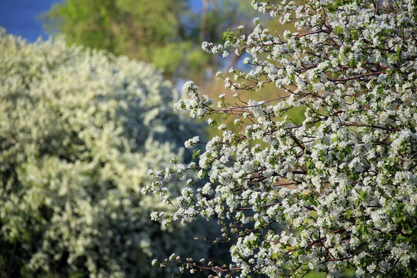 Rameau Rapproché Fleur Pomme Par Une Journée Ensoleillée Printemps — Photo