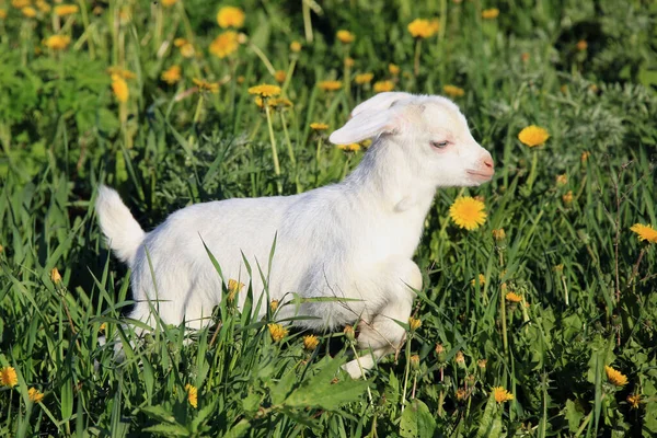 Jeune Chèvre Blanche Broutant Sur Une Prairie Verte Jour Printemps — Photo
