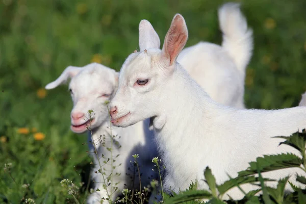 Jeune Chèvre Blanche Broutant Sur Une Prairie Verte Jour Printemps — Photo