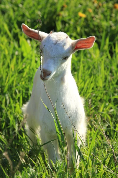 Jeune Chèvre Blanche Broutant Sur Une Prairie Verte Jour Printemps — Photo