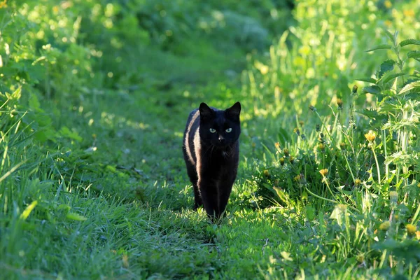 Retrato Belo Gato Preto Jardim Grama Verde Primavera — Fotografia de Stock