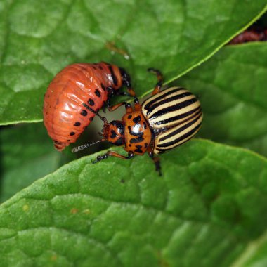 Colorado patates böceği ve larva bahçedeki yeşil patates yapraklarının üzerinde güneş ışığı. 