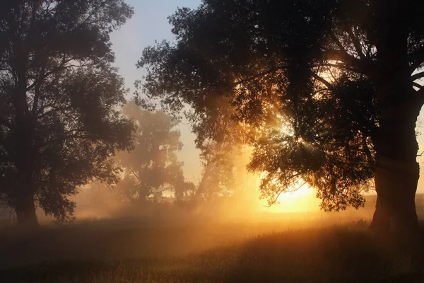 Paysage Estival Pittoresque Aube Brumeuse Dans Une Chênaie Sur Les — Photo