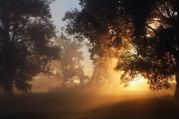 Picturesque Summer Landscape Misty Dawn Oak Grove Banks River — Stock Photo, Image