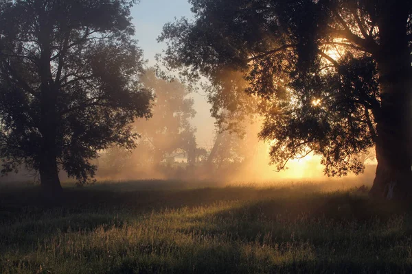 Malerische Sommerlandschaft Neblige Morgendämmerung Einem Eichenhain Ufer Des Flusses — Stockfoto